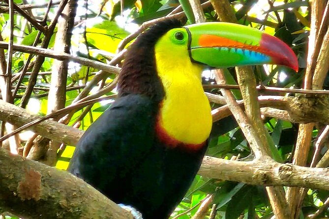 private-tour-to-llanos-de-cortes-falls-and-rainforest