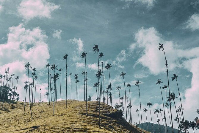 private-tour-to-salento-and-cocora-valley-from-pereira-or-armenia