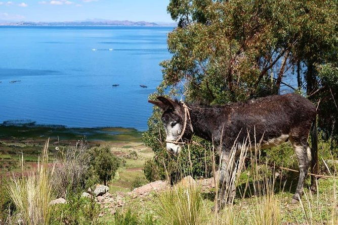 private-tour-to-uros-and-llachon-1d