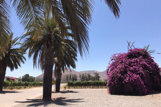 private-tour-to-vina-santa-rita