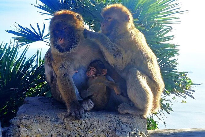 private-trip-in-gibraltar-and-estepona-from-marbella