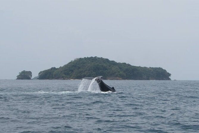 private-whale-watching-tour-at-the-pearl-islands-on-private-yacht