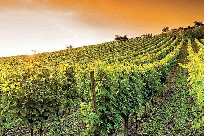 provence-wine-tasting