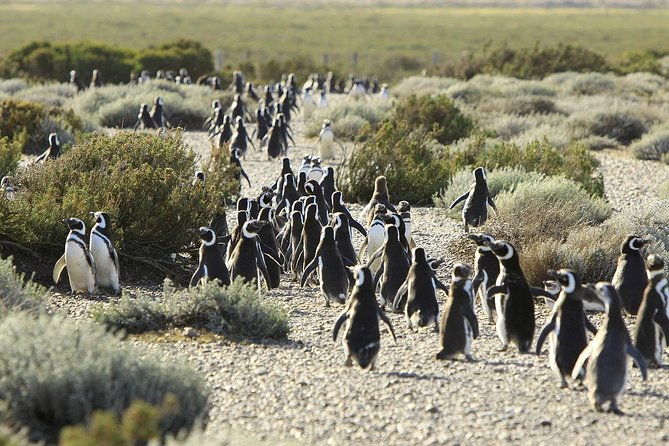 puerto-madryn-valdes-peninsula-with-visit-to-the-magellanic-penguin-colony