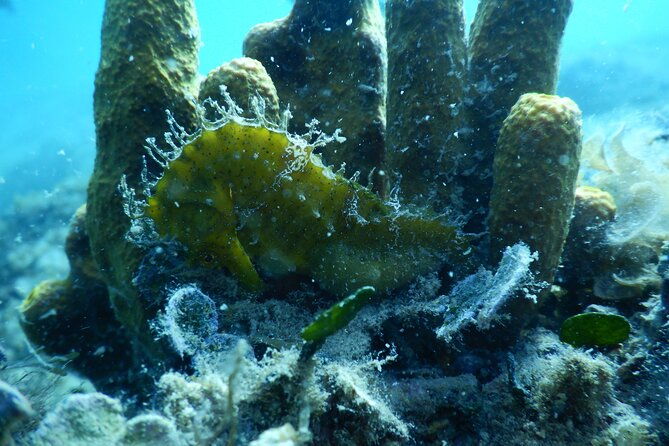 pula-private-discover-scuba-diving