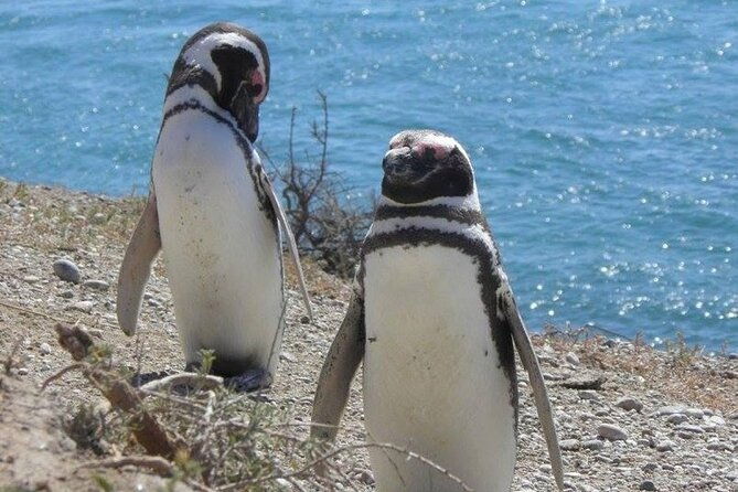 punta-tombo-for-cruises-walk-among-penguins