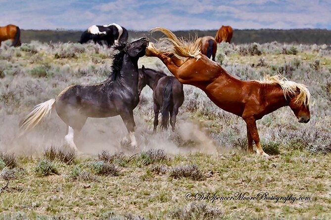 red-canyon-wild-mustang-safari-truck-tours-in-cody-wyoming