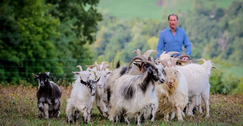 rimini-san-leo-cashmere-farm-experience