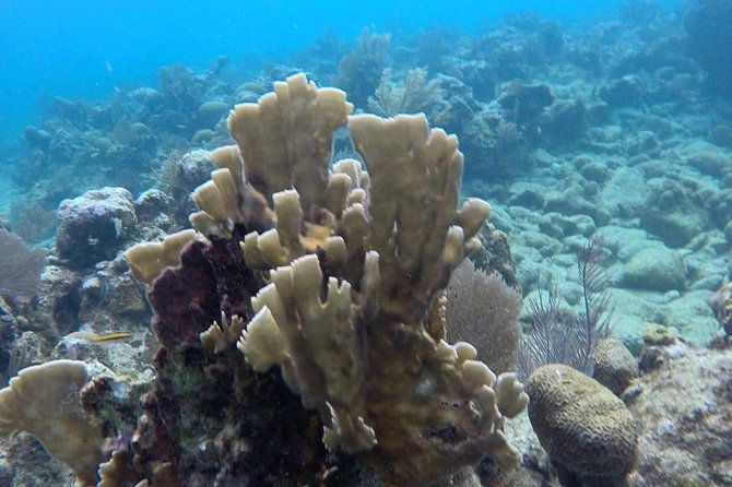 roatan-jet-ski-with-snorkel-and-beach
