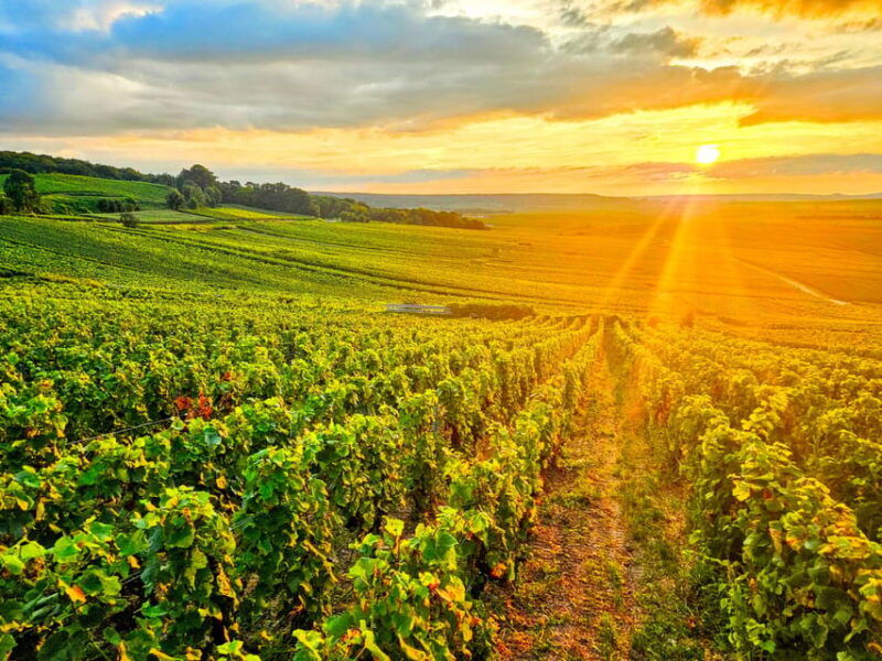 ruinart-tasting-and-fun-private-tour-in-champagne