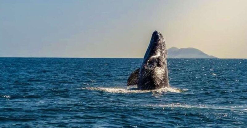 san-diego-half-day-marine-wildlife-tour-with-lunch-3
