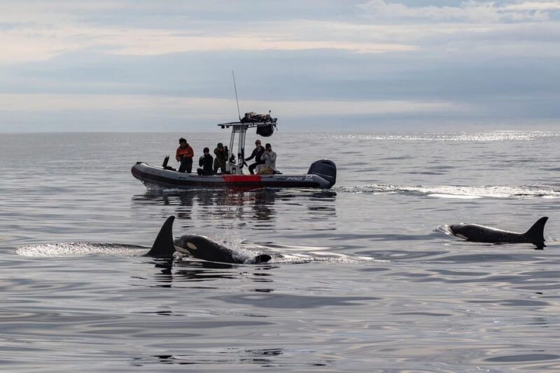 san-diego-whale-and-dolphin-watching-speedboat-tour