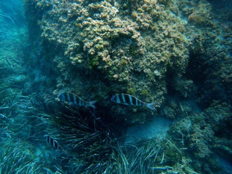 santa-pola-3-hour-scuba-diving-near-tabarca