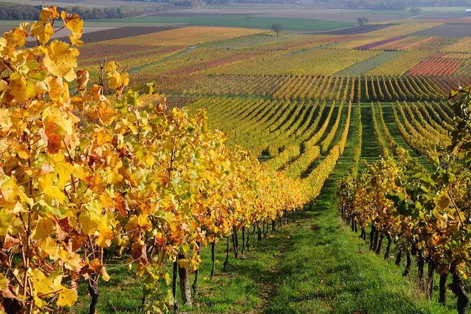 santiago-full-day-tour-to-casablanca-valley-include-entraces-for-2-vineyard