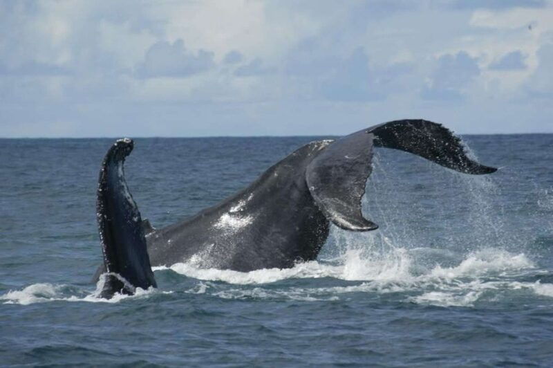 sao-miguel-whales-volcano-full-day-tour-with-lunch
