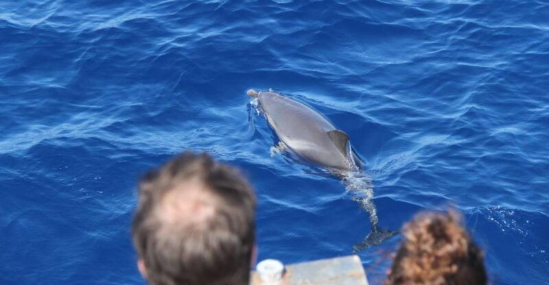savona-pelagos-sanctuary-wildlife-cruise-with-guide