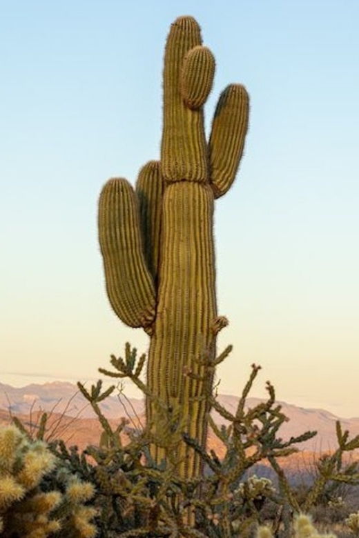 scottsdale-mcdowell-sonoran-preserve-hiking-tour