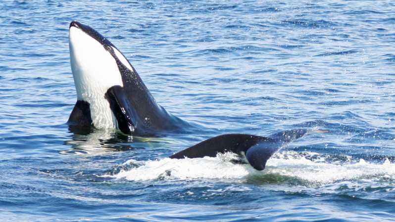 seattle-half-day-wildlife-and-whale-watching-cruise