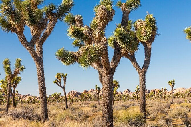 self-guided-driving-audio-tour-of-palm-springs