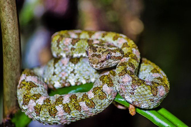selvatura-park-herpetarium-tour-in-monteverde