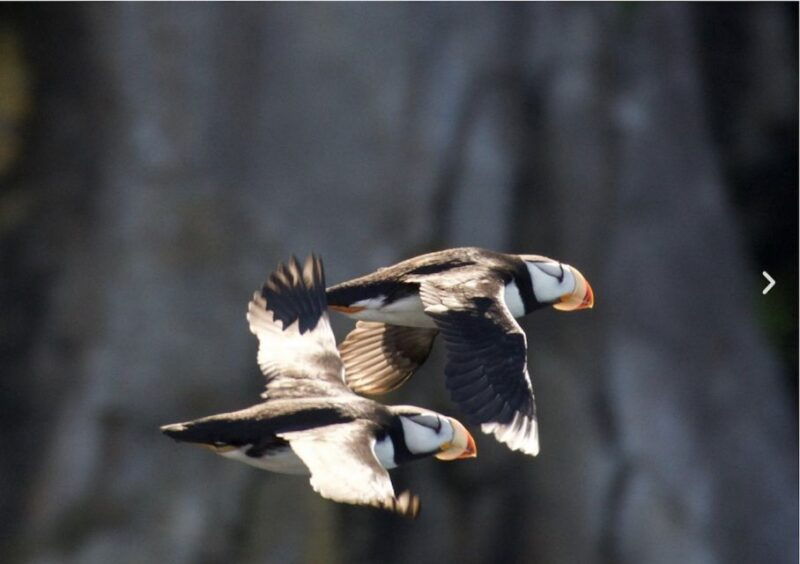seward-kenai-fjords-national-park-catamaran-cruise-w-lunch