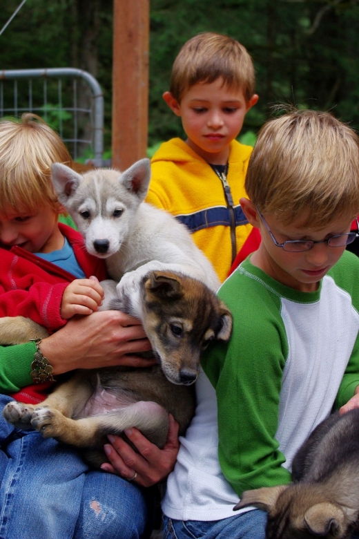 seward-summer-dog-sled-ride-and-seavey-estate-tour