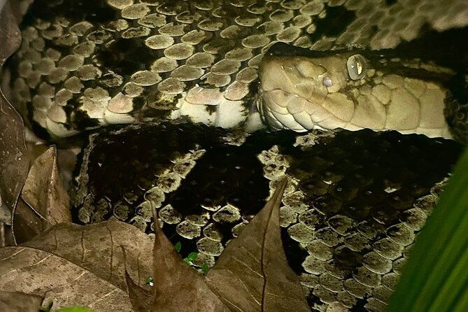 shared-night-tour-forest-experience-in-manuel-antonio
