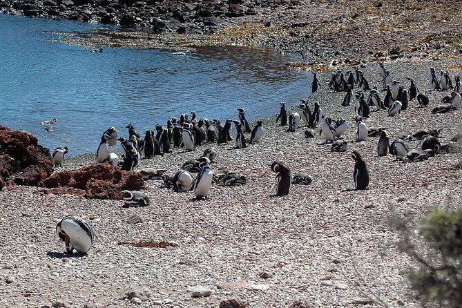 shore-excursion-punta-tombo-penguin-reserve-from-puerto-madryn