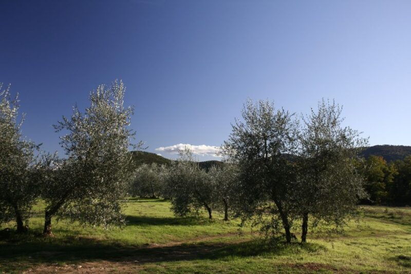 siena-half-day-guided-hike-to-monteriggioni