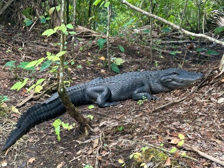 silver-springs-guided-clear-kayak-or-paddleboard-gator-tour