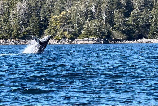sitkas-private-wildlife-whale-adventure-for-6-w-transportation