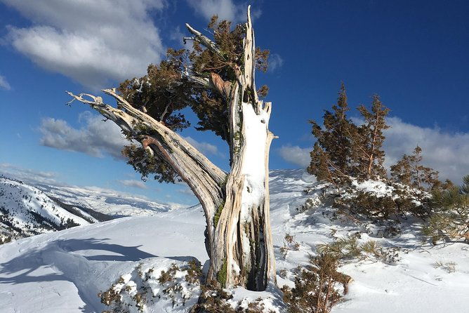 snowshoeing-nordic-from-reno