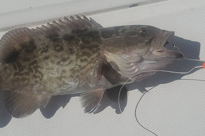 sonnys-boat-tours-half-day-off-shore-fishing-charter-englewood-fl