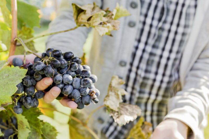 sonoma-valley-guided-winery-tour-with-picnic-lunch