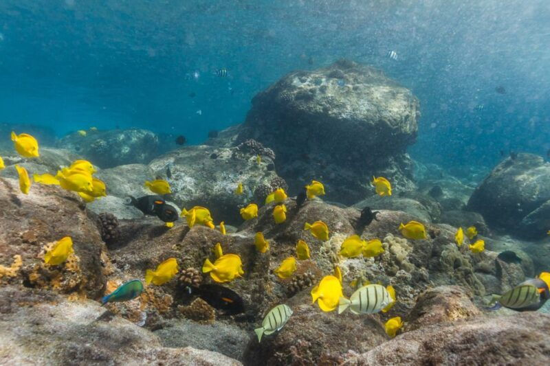 south-maui-lanai-snorkel-dolphin-watch-from-maalaea