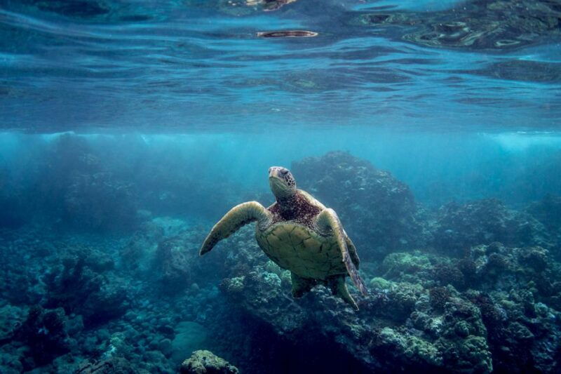 south-maui-premium-turtle-town-kayak-and-snorkel-tour