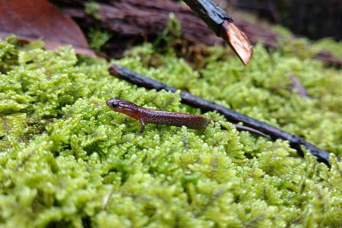 stroll-back-in-time-smokies-history-streams-and-forest-hike