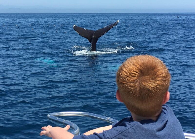 superior-2hr-private-whale-dolphin-watching-newport-beach