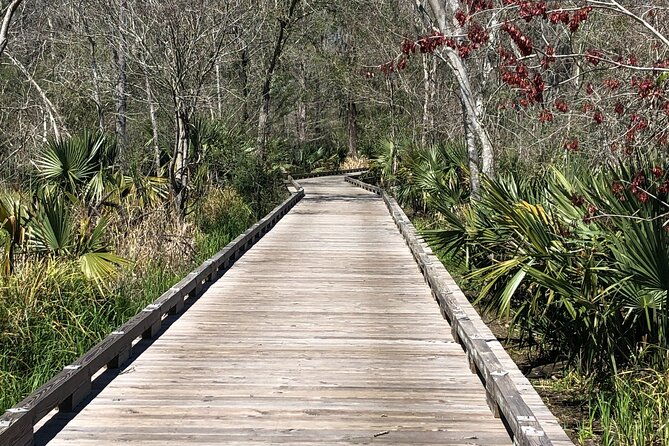 swamp-eco-cruise-and-walking-tour