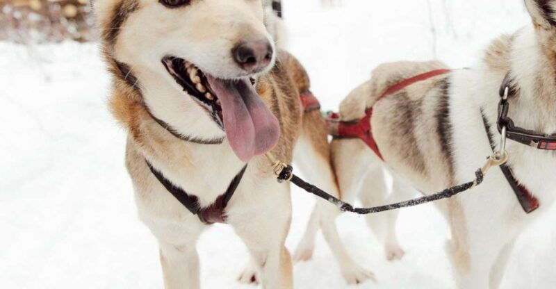talkeetna-alaskan-winter-dog-sledding-experience
