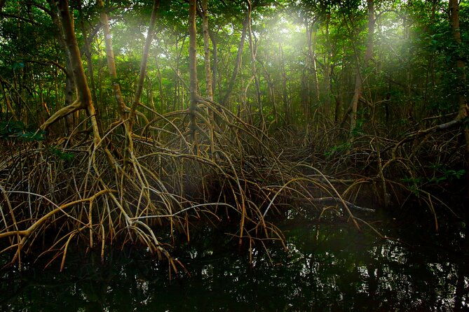 tamarindo-estuary-kayak-monkey-tour