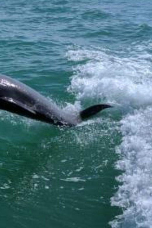 tampa-bay-dolphin-shelling-snorkeling-cruise