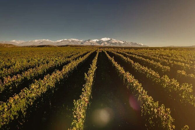 taste-routes-wines-and-oils-of-mendoza