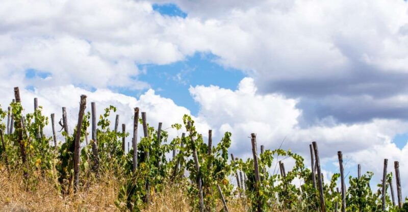 the-maliosa-farm-experience-wine-tasting