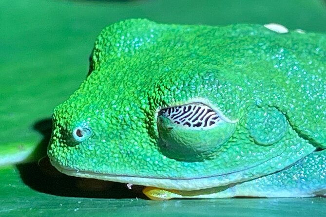 tortuguero-canal-tour-by-canoe