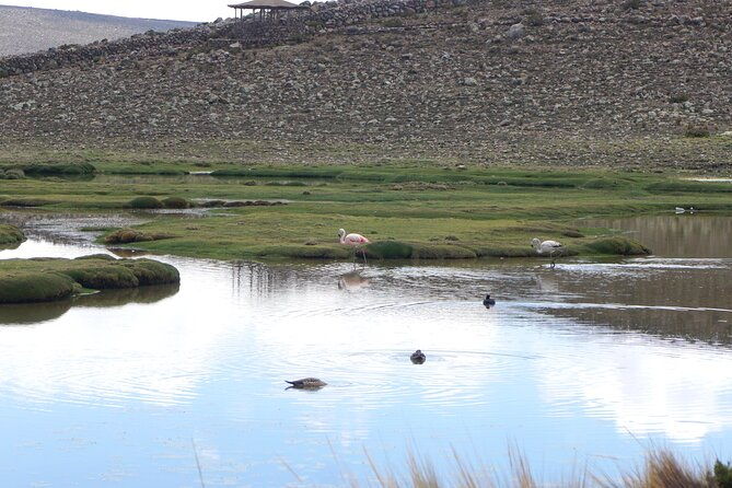 tour-colca-canyon-and-valley-of-the-volcanoes-3days