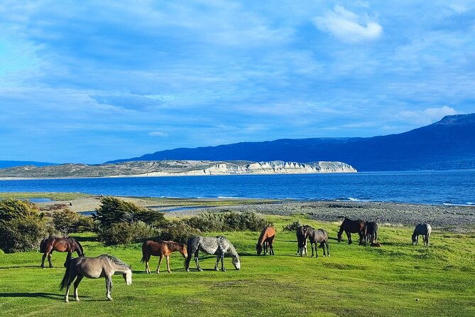 tour-of-puerto-almanza-and-punta-parana-in-ushuaia