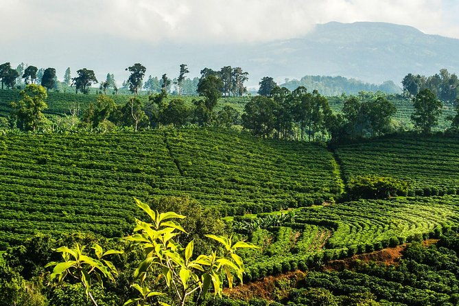 traditional-coffee-tour-poas-volcano-from-san-jose