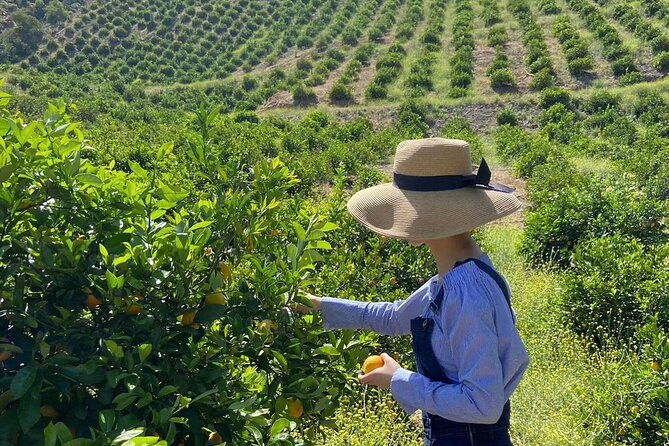 u-pick-tangerine-and-lemon-picking-at-sunmist-tangerine-farm