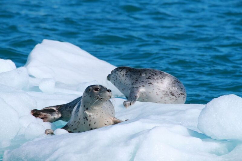 valdez-6-hour-columbia-glacier-cruise